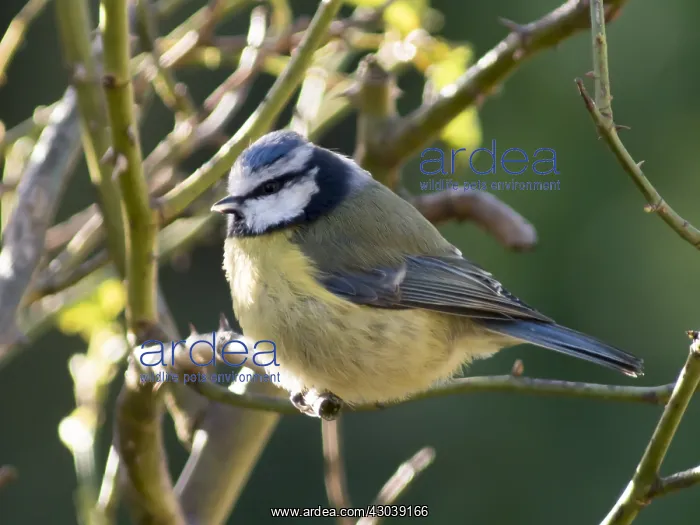  : Blue tit - perched on rose bush - UK