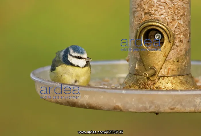  : Blue Tit - perched on seed feeder