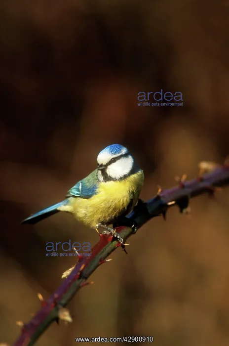 : Blue Tit - perched on stem : Blue Tit - perched on stem