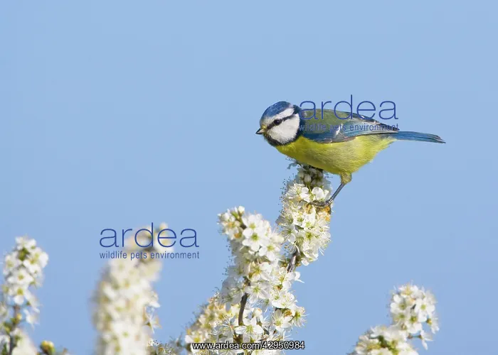 : Blue Tit - perched on White Blossom : Blue Tit - perched on White Blossom