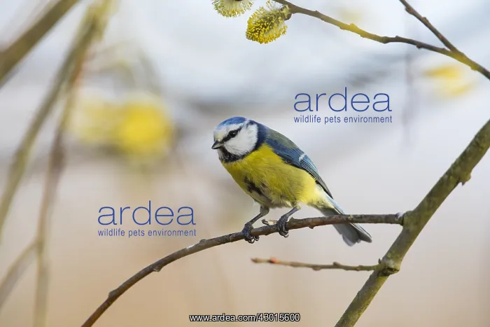 : Blue Tit - perched on willow tree branch, North : Blue Tit - perched on willow tree branch, North