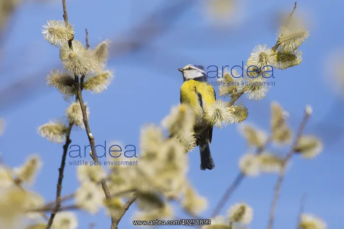 : Blue Tit - perched on willow tree branch, North : Blue Tit - perched on willow tree branch, North