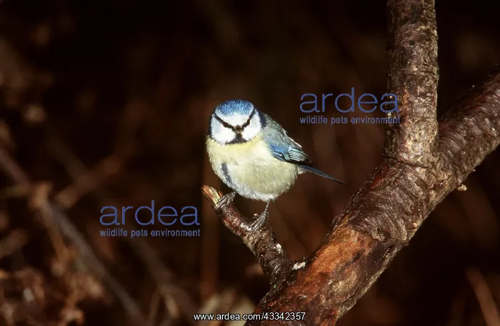 : BLUE TIT - PERCHING ON BRANCH : BLUE TIT - PERCHING ON BRANCH