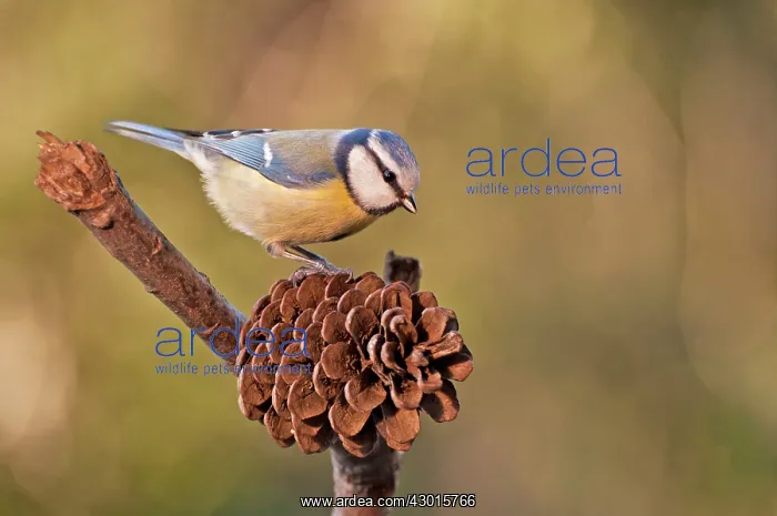  : Blue Tit on pine cone
