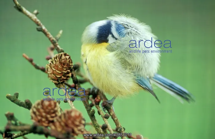 : Blue TIT - preening in cold weather : Blue TIT - preening in cold weather