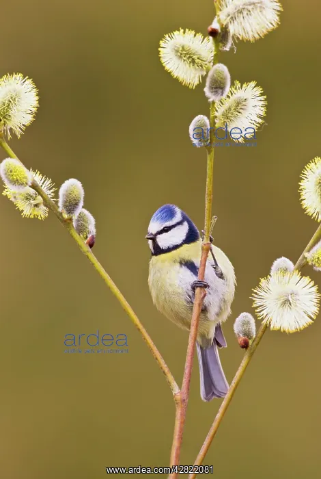 : Blue Tit - on Pussy Willow : Blue Tit - on Pussy Willow