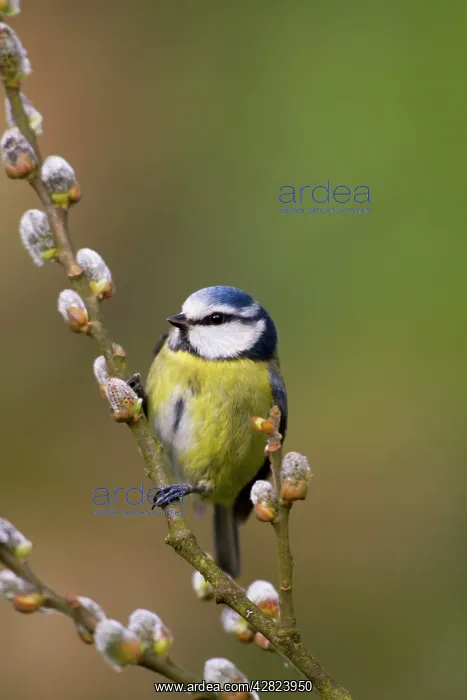 : Blue Tit - on pussy willow : Blue Tit - on pussy willow