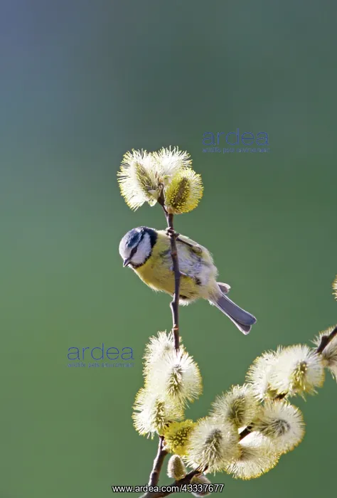 : Blue Tit - on pussy willow : Blue Tit - on pussy willow