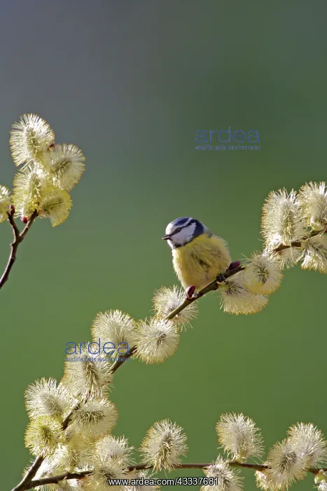 : Blue Tit - on pussy willow : Blue Tit - on pussy willow