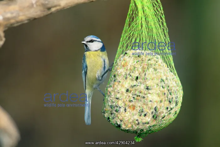 : BLUE TIT - on seeds, nut & suet feeder : BLUE TIT - on seeds, nut & suet feeder