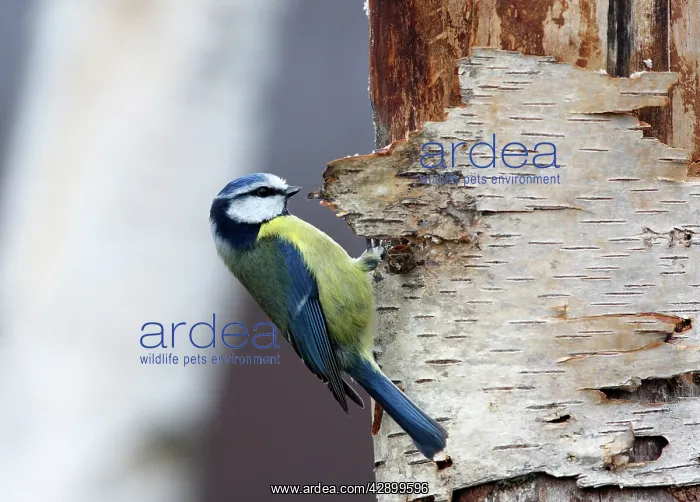 : Blue tit - on silver birch : Blue tit - on silver birch