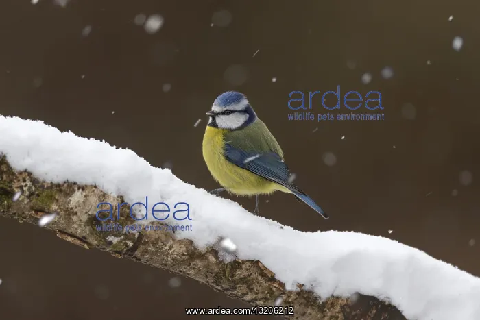 : Blue Tit - in Snow - Cornwall - UK : Blue Tit - in Snow - Cornwall - UK