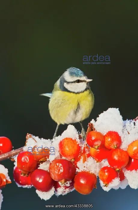 : Blue Tit - on snow covered crab apples : Blue Tit - on snow covered crab apples