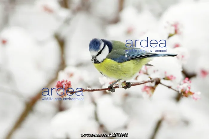 : Blue Tit - on snow covered flowering Viburnum : Blue Tit - on snow covered flowering Viburnum