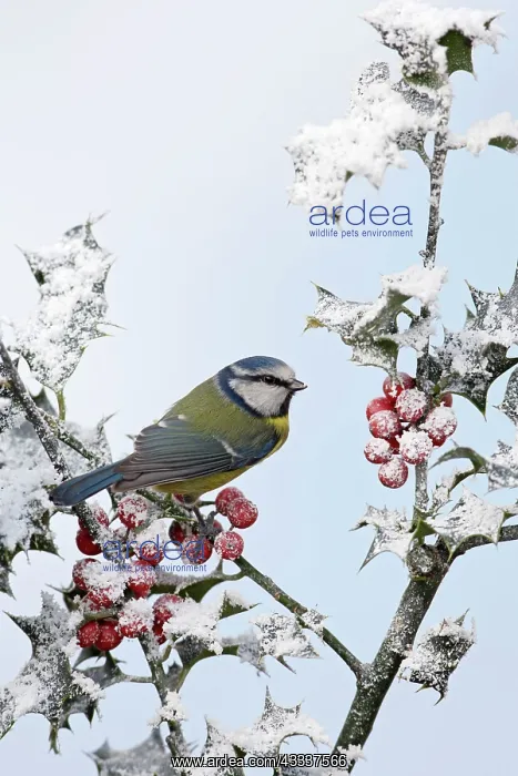 : Blue Tit - on snow covered holly : Blue Tit - on snow covered holly