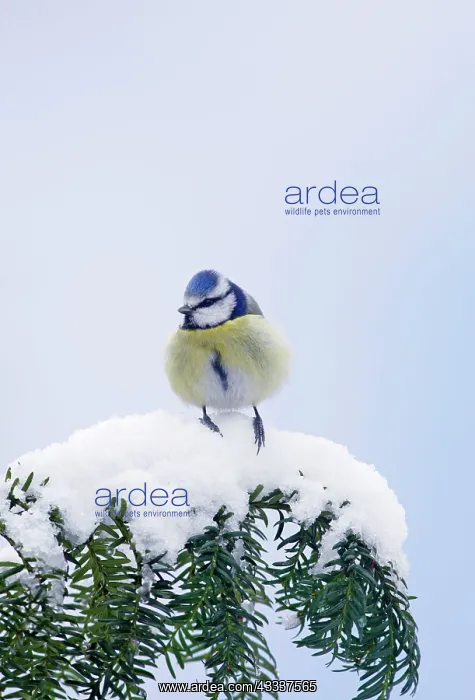 : Blue Tit - on snow covered yew : Blue Tit - on snow covered yew