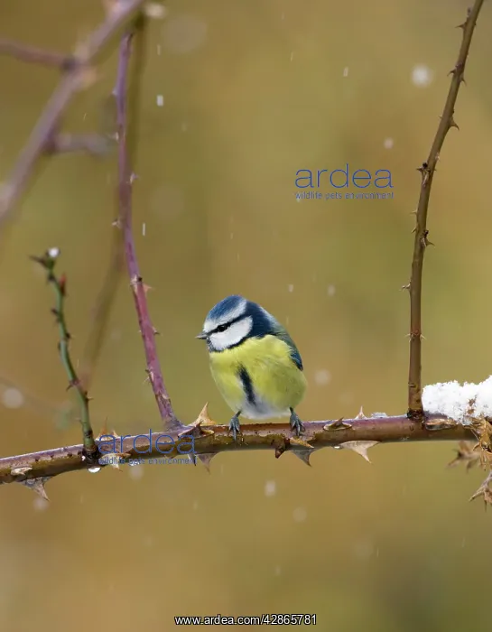 : Blue Tit - In snow flurry : Blue Tit - In snow flurry