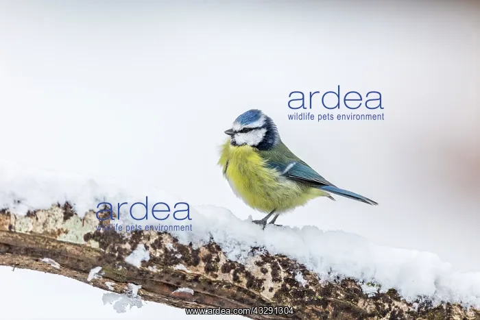  : Blue Tit - Snow - UK