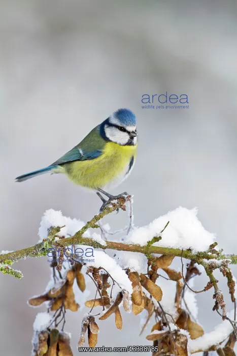 : Blue Tit - on snowy branch : Blue Tit - on snowy branch
