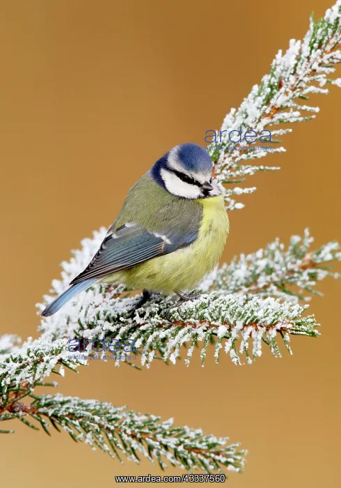  : Blue tit - on snowy fir branch