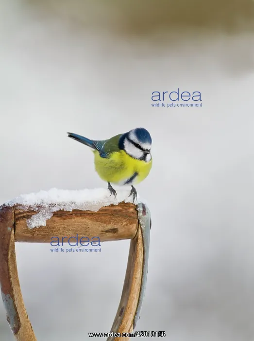 : Blue Tit - on snowy fork handle : Blue Tit - on snowy fork handle