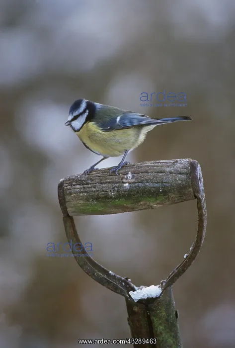 : Blue Tit - on spade, in snow : Blue Tit - on spade, in snow