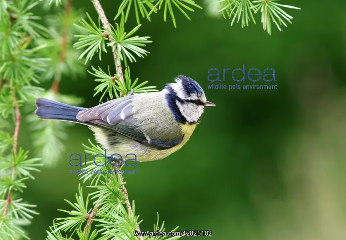 : Blue Tit - On spruce : Blue Tit - On spruce