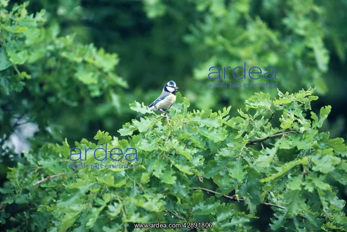 : Blue Tit - in summer : Blue Tit - in summer