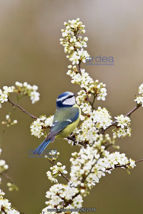 : Blue Tit - taking flies from Blackthorn blossom : Blue Tit - taking flies from Blackthorn blossom