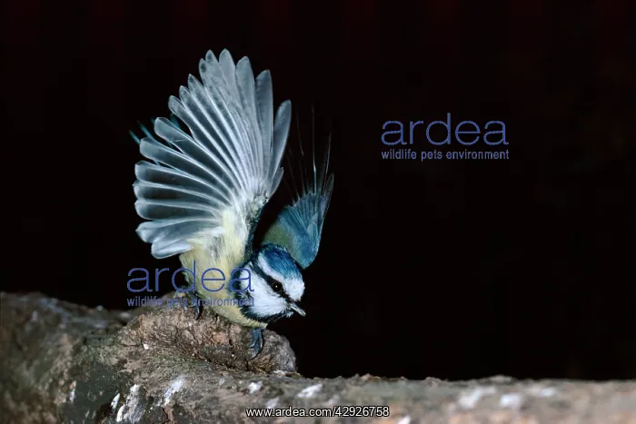 : Blue TIT - taking flight, wings outstretched : Blue TIT - taking flight, wings outstretched
