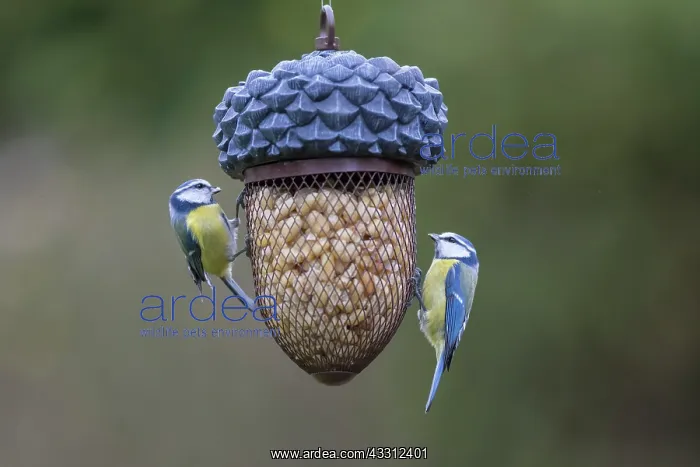 : Blue Tit - two tits at a bird feeder - Germany : Blue Tit - two tits at a bird feeder - Germany
