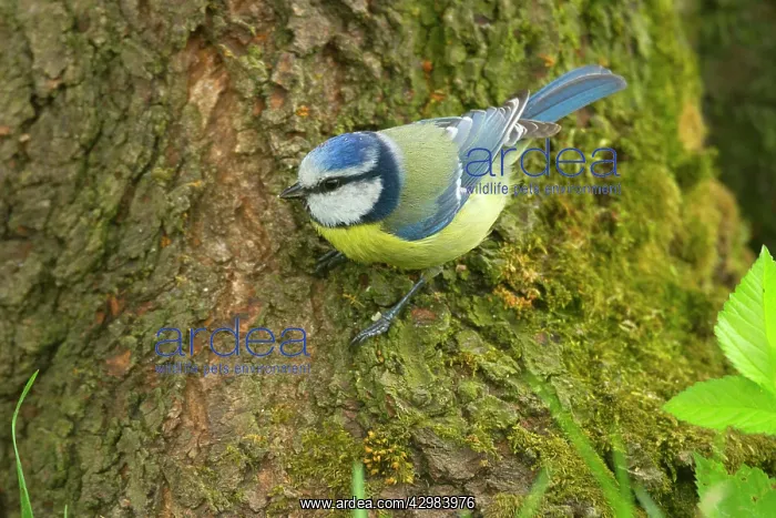 : Blue Tit / Tomtit / Blue Titmouse - sitting on : Blue Tit / Tomtit / Blue Titmouse - sitting on