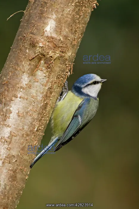 : Blue Tit - on tree : Blue Tit - on tree