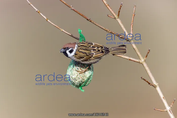 : Blue Tit and Tree Sparrow (Passer montanus) - feeding : Blue Tit and Tree Sparrow (Passer montanus) - feeding