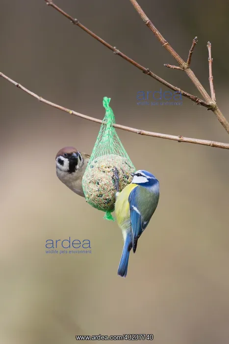: Blue Tit and Tree Sparrow (Passer montanus) - feeding : Blue Tit and Tree Sparrow (Passer montanus) - feeding