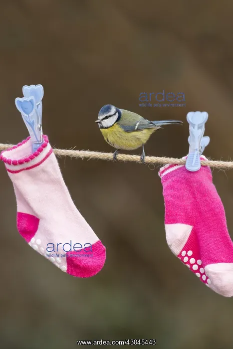 : Blue Tit - on Washing Line - Cornwall - UK : Blue Tit - on Washing Line - Cornwall - UK