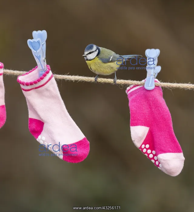 : Blue Tit - on Washing Line - Cornwall - UK : Blue Tit - on Washing Line - Cornwall - UK