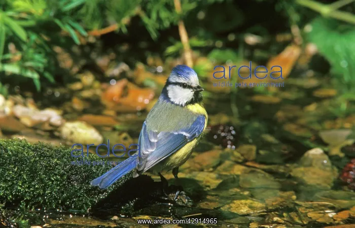 : Blue TIT - at water : Blue TIT - at water