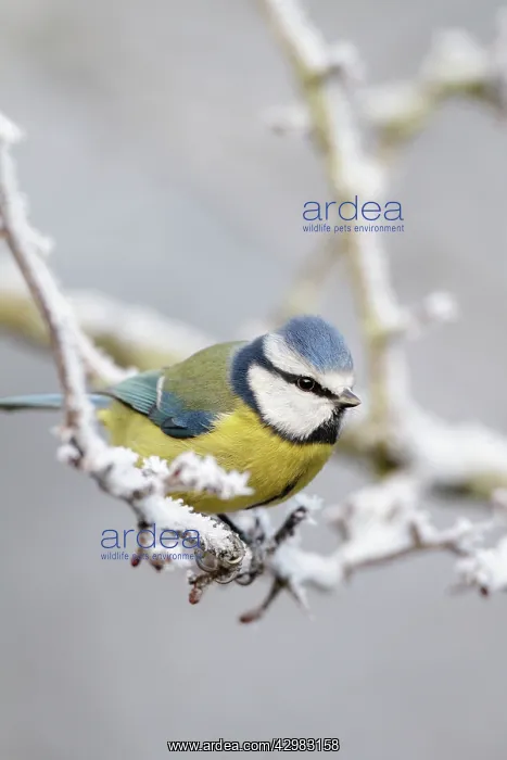 : Blue Tit - winter image of a bird perching in a : Blue Tit - winter image of a bird perching in a