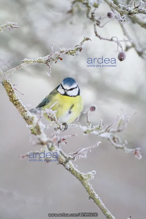 : Blue Tit - winter image of bird perching in a frost : Blue Tit - winter image of bird perching in a frost