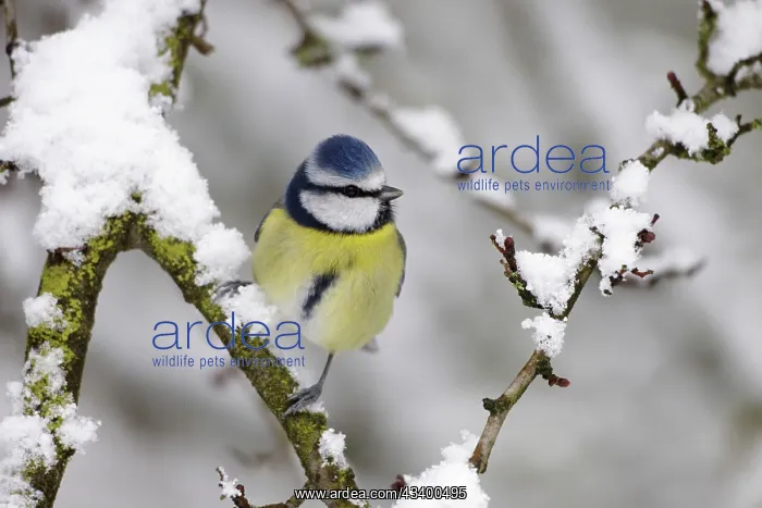: Blue Tit - in winter - with snow on trees : Blue Tit - in winter - with snow on trees