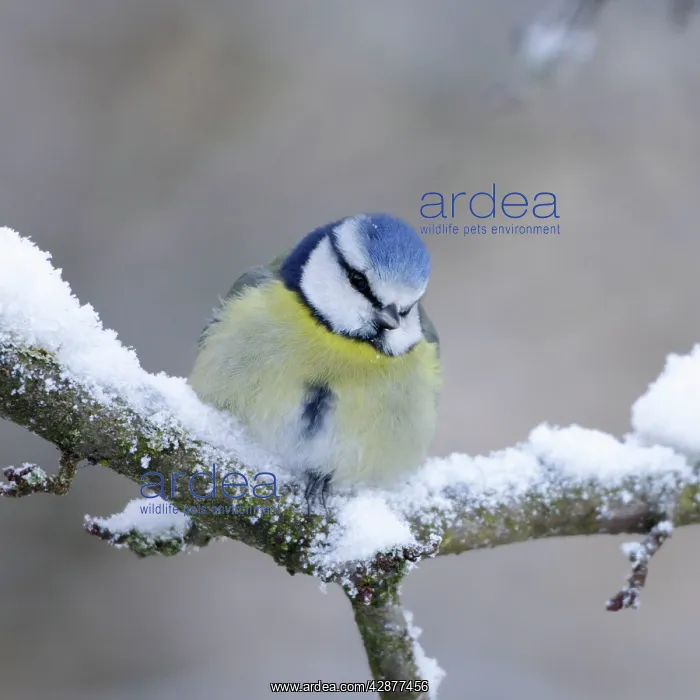 : Blue Tit - in winter - on snowy branch : Blue Tit - in winter - on snowy branch
