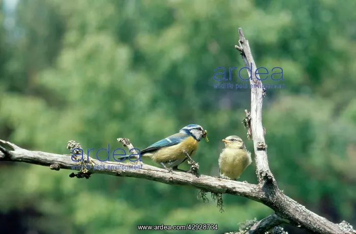 : Blue Tit - young at 18 days being fed by adult : Blue Tit - young at 18 days being fed by adult