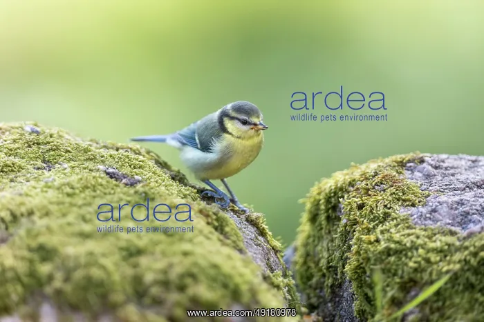  : Blue Tit - Young - On Stone Wall - UK