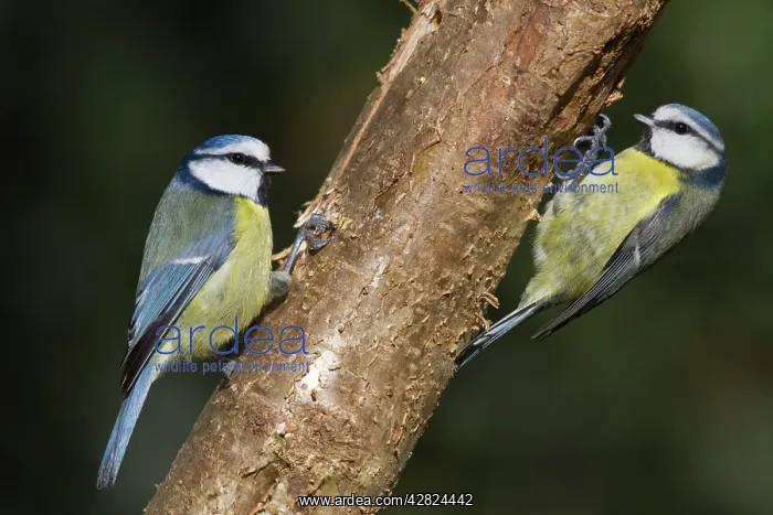 : Blue Tits (Parus caeruleus). Cornwall - UK : Blue Tits (Parus caeruleus). Cornwall - UK