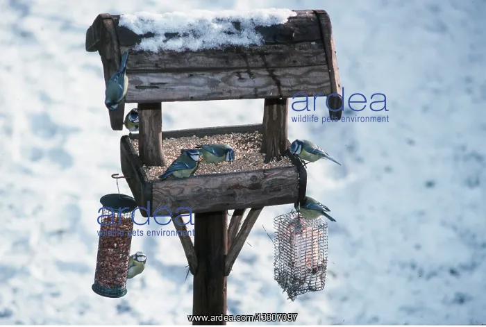 : Blue Tits - on bird table in the snow : Blue Tits - on bird table in the snow