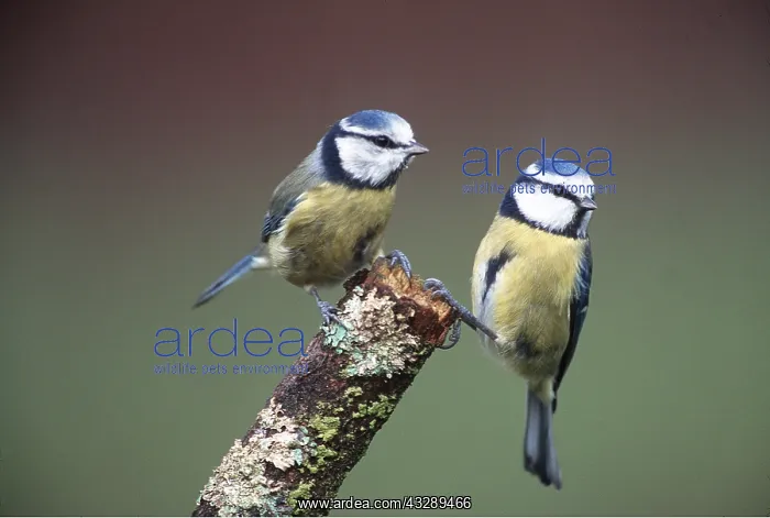 : Blue TITS - two on branch : Blue TITS - two on branch