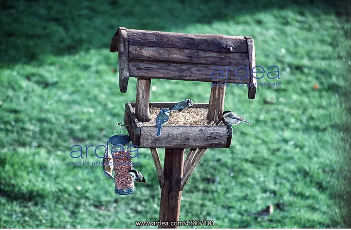 : Blue TITS, Coal tits and Nuthatch - on bird table : Blue TITS, Coal tits and Nuthatch - on bird table