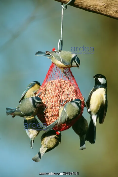 : Blue TITs (Cyanistes caeruleus) and Great TITs : Blue TITs (Cyanistes caeruleus) and Great TITs