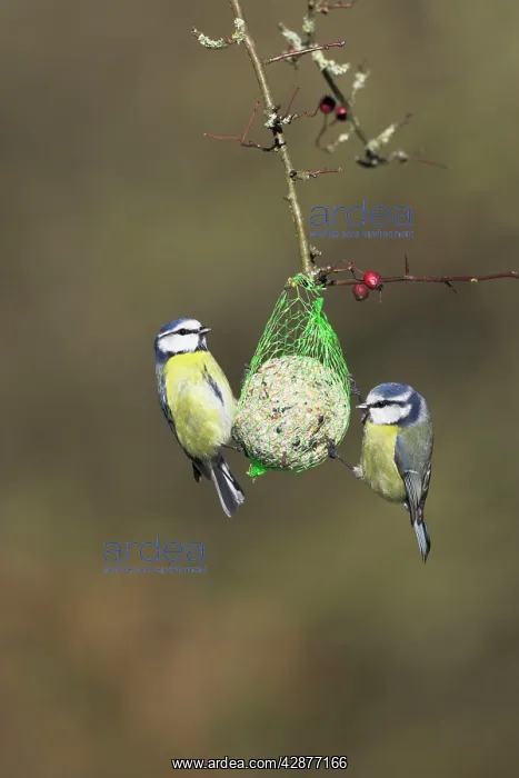 : Blue Tits - on fat ball feeder : Blue Tits - on fat ball feeder